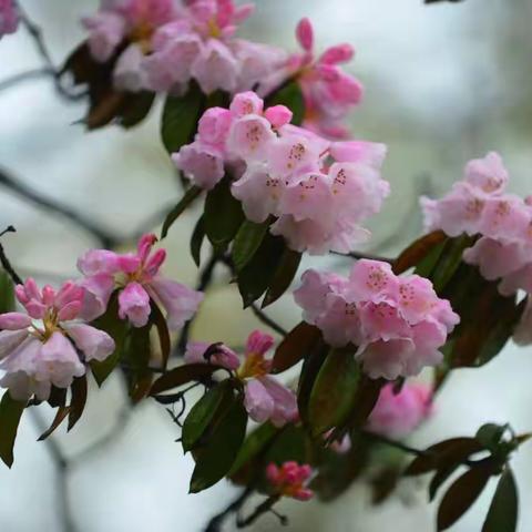 美丽的天星小镇