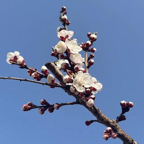 后浪立潮头—双羊小学语文教研组青年教师课堂风采展