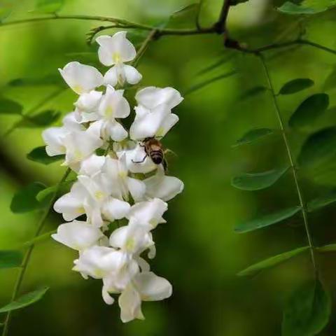 听，一棵槐树的心声