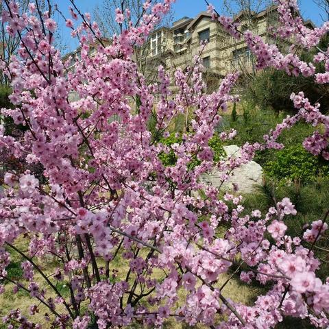 教研之花   线上开放