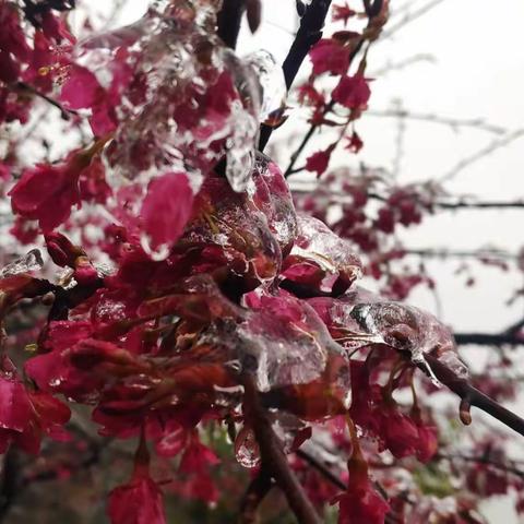 2022.2.21开学第一天，虎虎生威，虎年大吉....