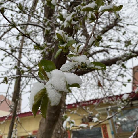 “白雪却嫌春色晚，故穿庭树作飞花”