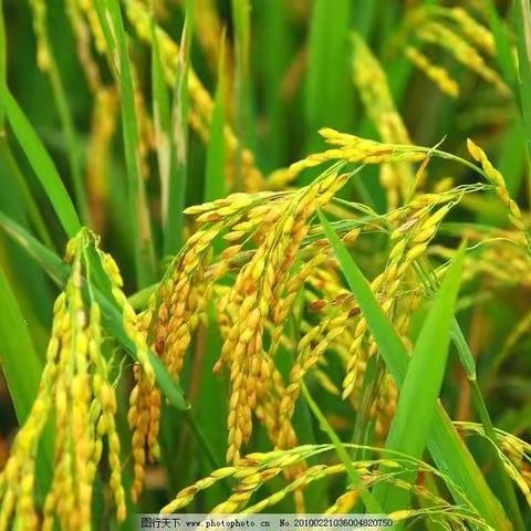 彩色的梦