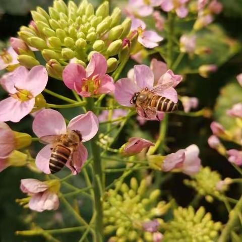 五彩油菜花