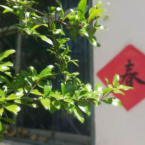 【诗歌】立夏