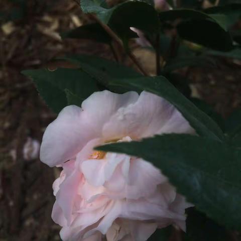 游牙古路植物园