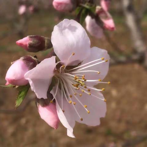 春风十里过桃林