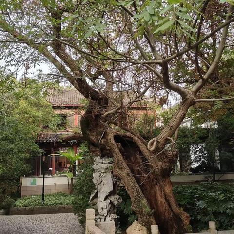 状元钟 （微诗） 外二首