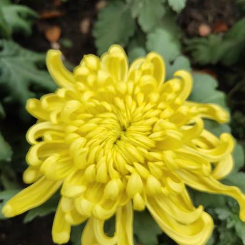 总理走好（藏头诗）外一首