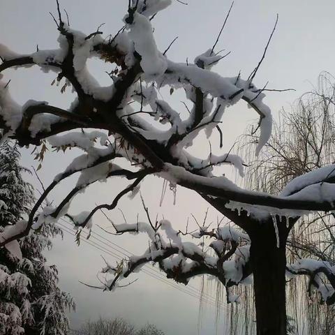 北方农村春雪景观 ――正宁湫头镇