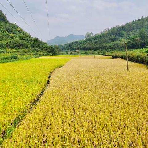 永和镇永华社区：在田间地头锤炼党性