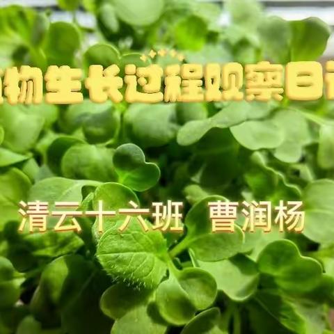 大甜椒和小白菜的观察日记（润杨）