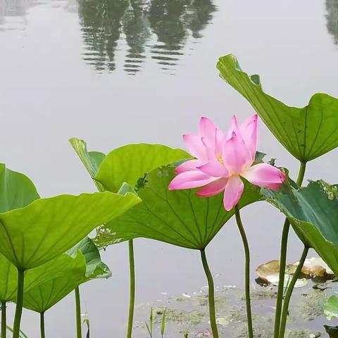 雨中菱湖