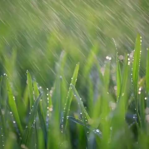 《雨的四季》刘湛秋