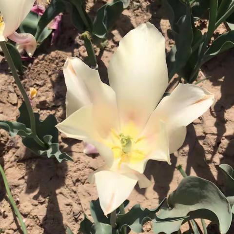 儿童体检，康店卫生院保证祖国花朵的健康