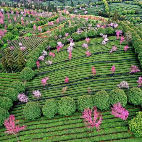 多彩茶园正芬芳