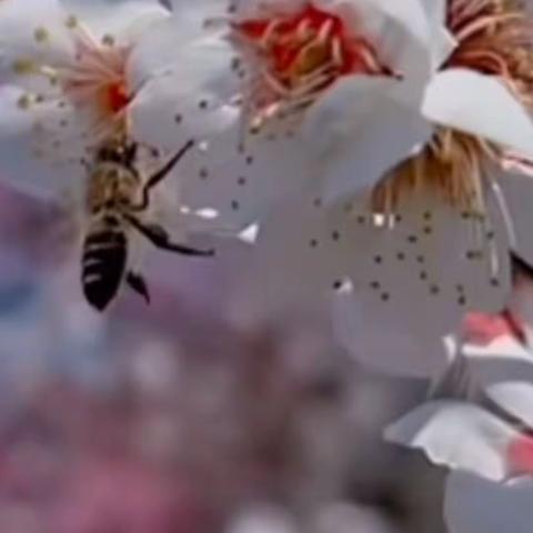 瞧，她来了