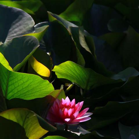 又见睡莲