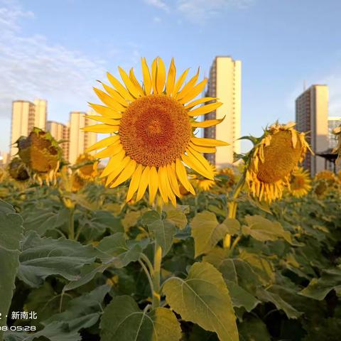 葵花朵朵向太阳  人民心向共产党