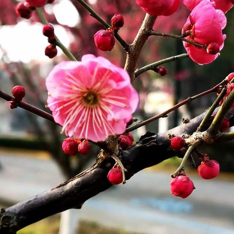 阳光明媚  梅花飘香  春天来了