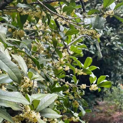 巡山找桂花