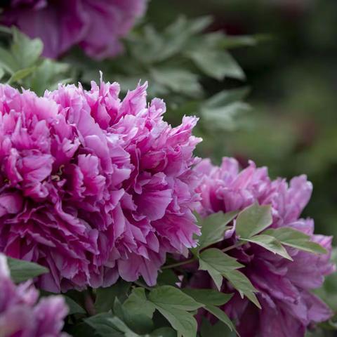 天下真花独牡丹