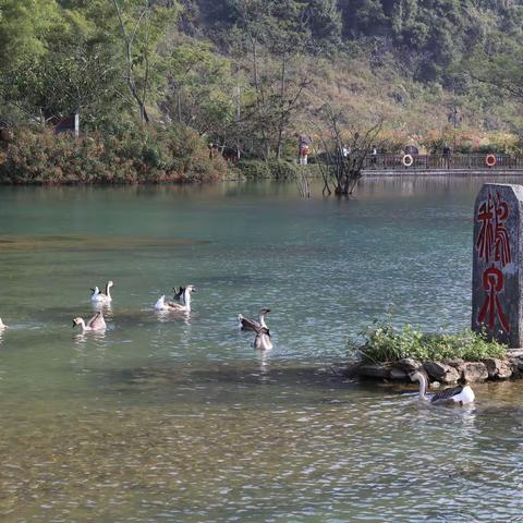 靖西鹅泉