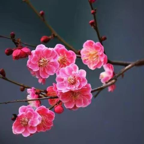 平顶山市住建局园林绿化中心庆祝第111个国际妇女节
