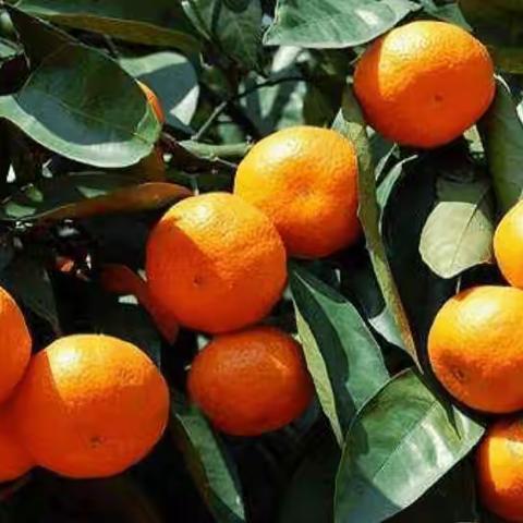 宏海中英文幼儿园——新会柑探究主题活动🍊