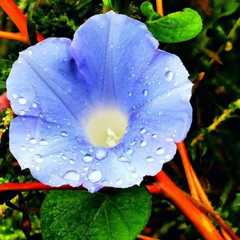 秋雨浸润露华浓