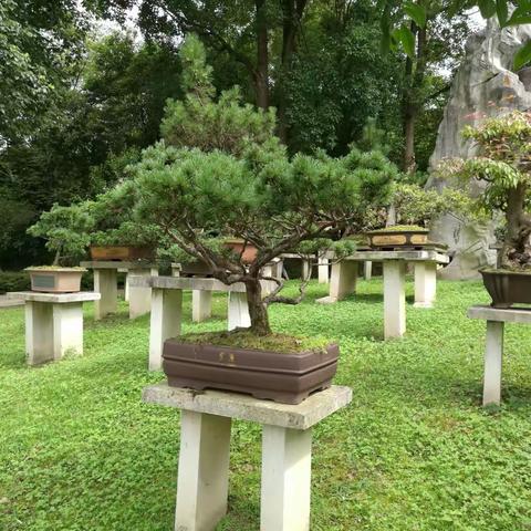 黄果树一日游