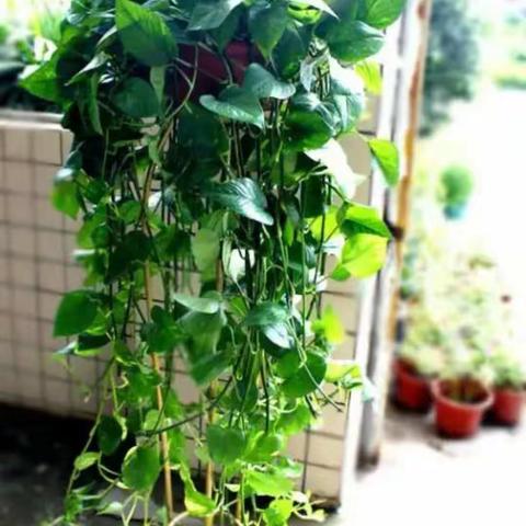 线上植物展 怡情更养眼——翠林蓝湾小学三年级“植物角”