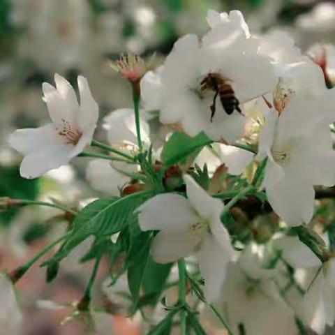 春风十里，陌上花开！