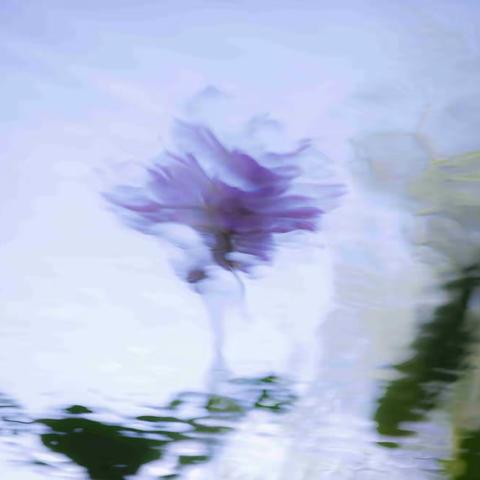 荷诗荷意（辛丑年于无锡）