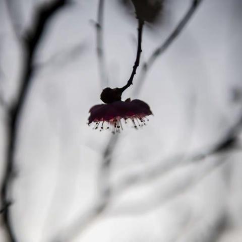 每一朵花开，都是灵魂出窍的样子