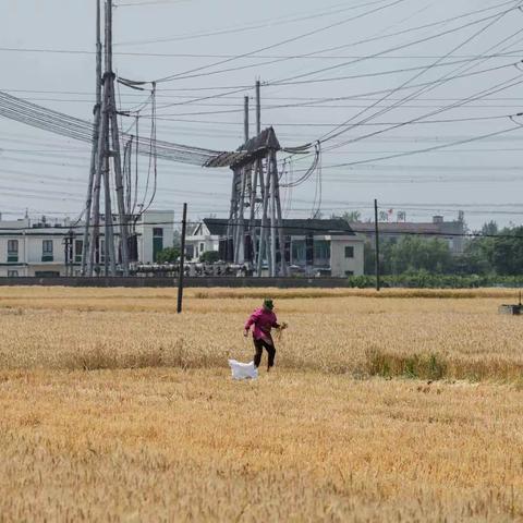 大地一次次抱紧麦子（诗）