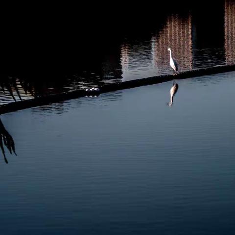 远望，一只水鸟