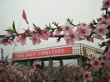 情系桃花 大美王沟