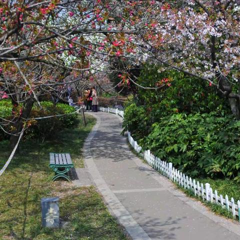 故乡行— 与樱花邂逅!