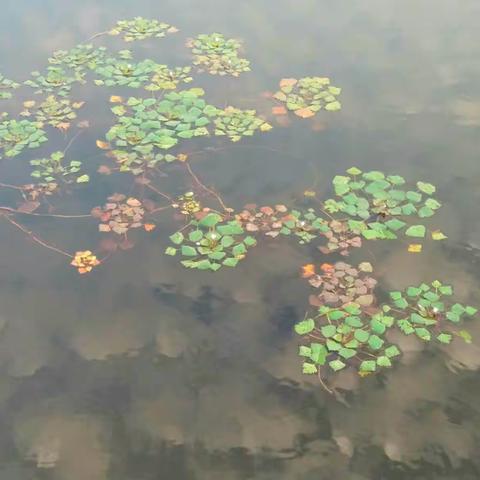 草木谣