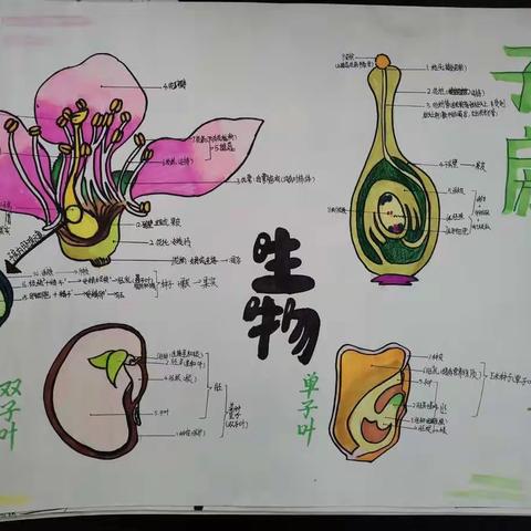 广南学校初一生物《花朵与种子的故事》手抄报比赛