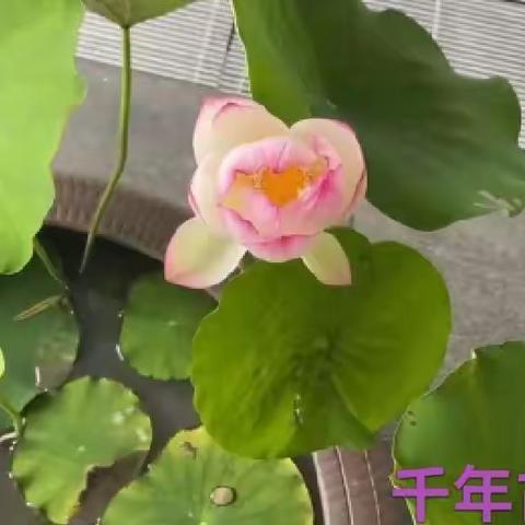 夏至