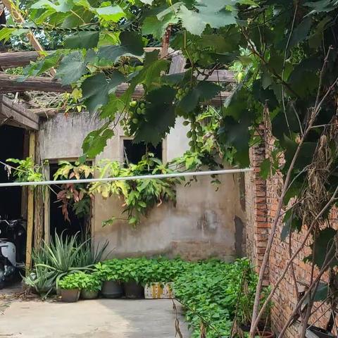 阳台上的葡萄树