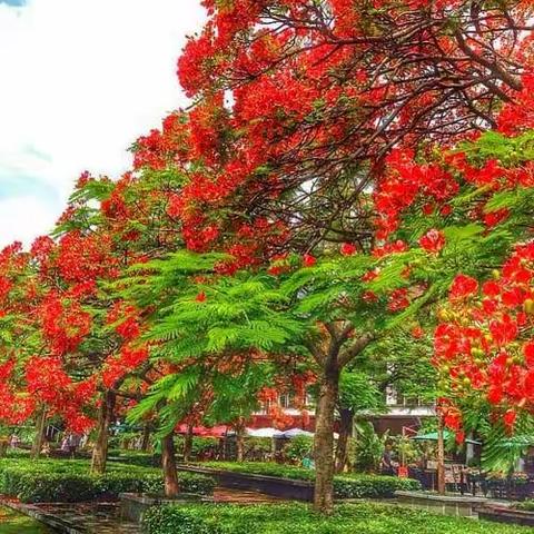 凤凰花开红艳艳