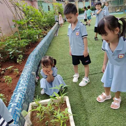 新艺幼儿园“幼儿园里的春天”小二班植物角美篇