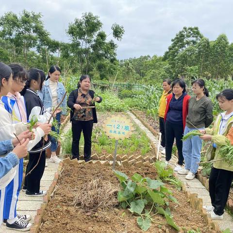 【红苗子党校育红苗】劳动进课堂，教育更阳光——记三里镇石社小学开展劳动教育教研课活动