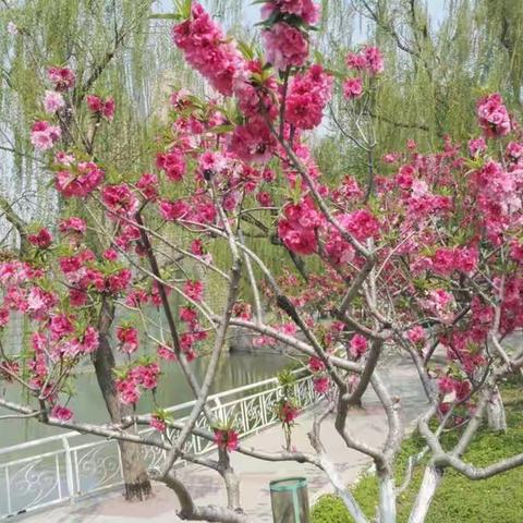 春夏之交的水上公园