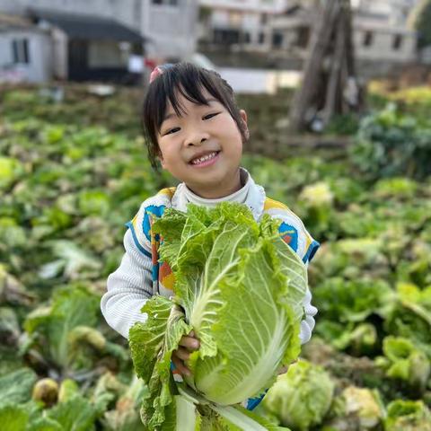 收割白菜，收获快乐