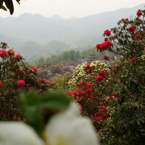 百里杜娟如花海，游客笑颜如花开