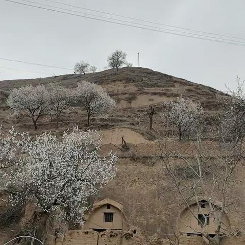 清明，杏花满山